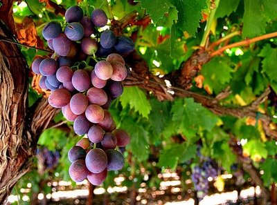 vinebranchgrapes