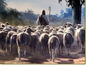 sheep-following